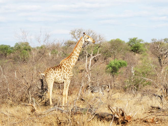 Girafa e zebra durante safári na África do Sul. 