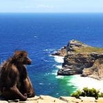 Relato de viagem: Cabo da Boa Esperança na África do Sul – Veja como ir conhecer! Babuino Cabo da Boa Esperanca Africa do Sul - Blog Vambora