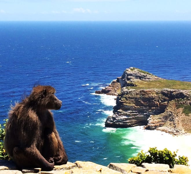 Babuino Cabo da Boa Esperanca Africa do Sul - Blog Vambora