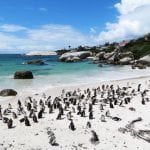Lugares improváveis: Boulders Beach – Como visitar a praia dos pinguins na África do Sul Pinguins Boulders Beach