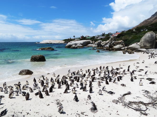 Pinguins Boulders Beach