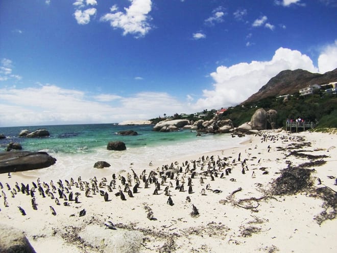 Boulders Beach