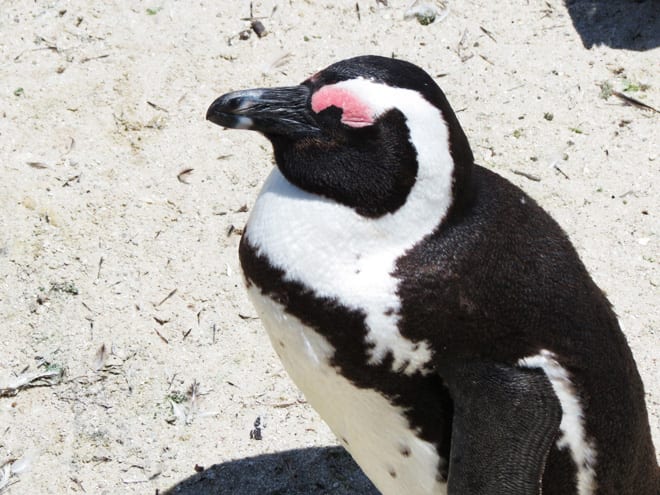 Pinguim em Boulders Beach