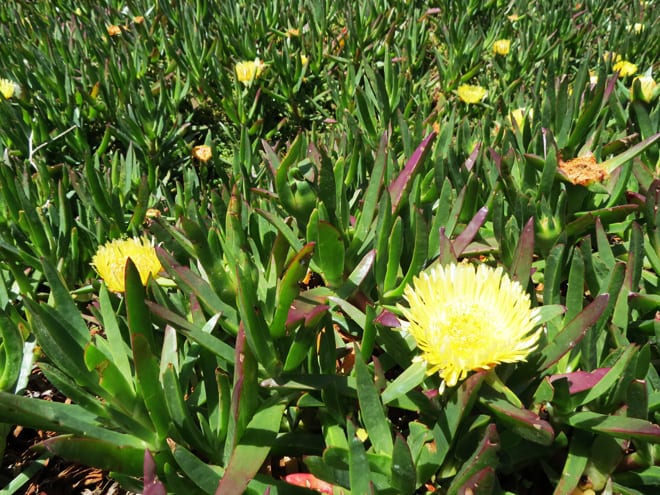 Protea Africa do Sul