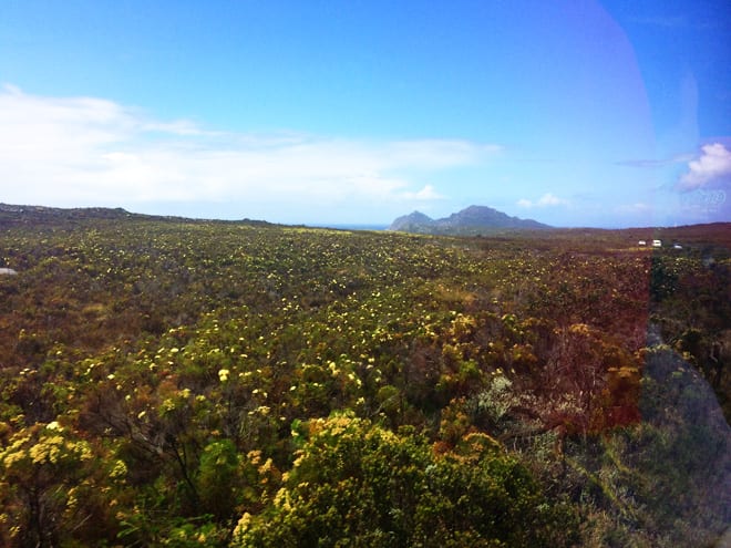 Campo de protea Africa do Sul