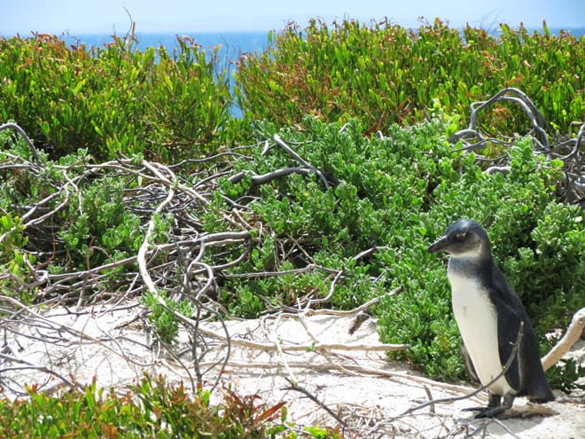 Pinguim Boulders Beach