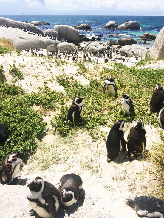 Pinguins em Boulders Beach