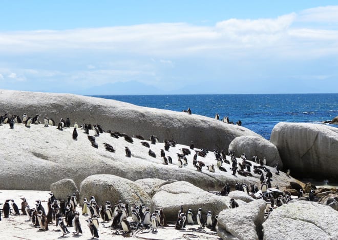 Boulders Beach na Africa do Sul