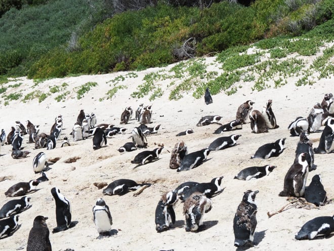Pinguins em Boulders Beach