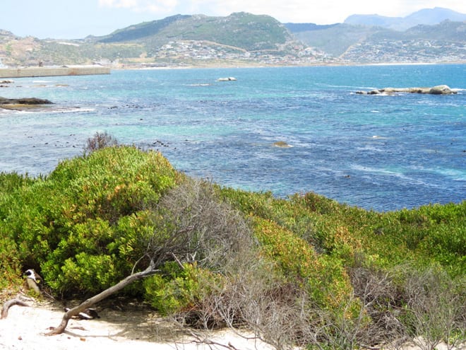 Boulders Beach Africa do Sul