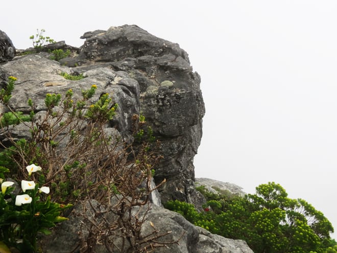 Flores Table Mountain