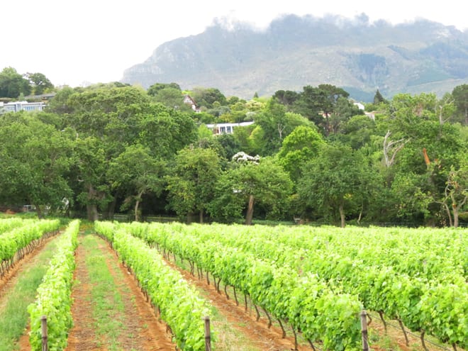 Vinhedo da Vinícola Groot Constantia