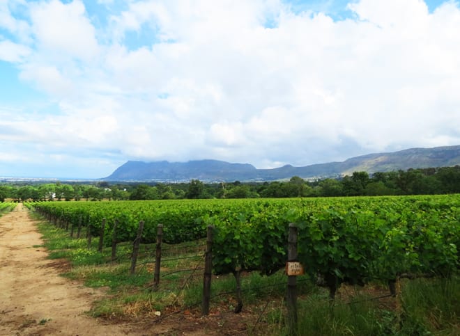 Vinhedos com vista para a Table Mountain na região de Constantia