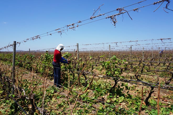 Poda vinicola Terranova MIOLO