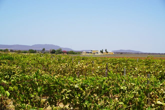 Vinicola Miolo Terranova