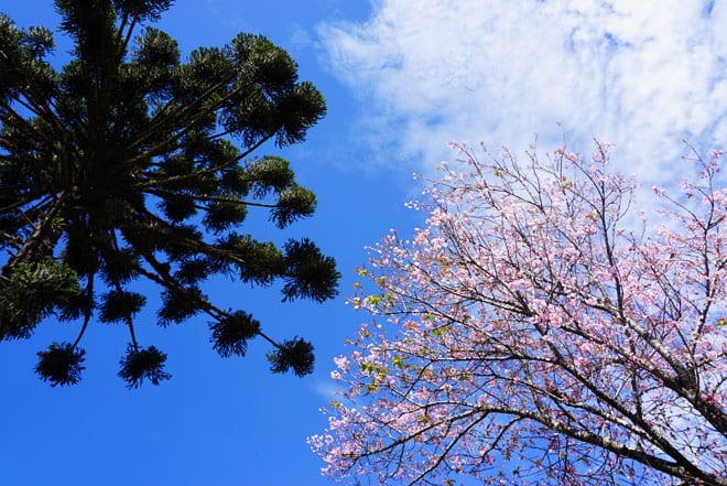 Araucárias e cerejeiras em Campos do Jordão