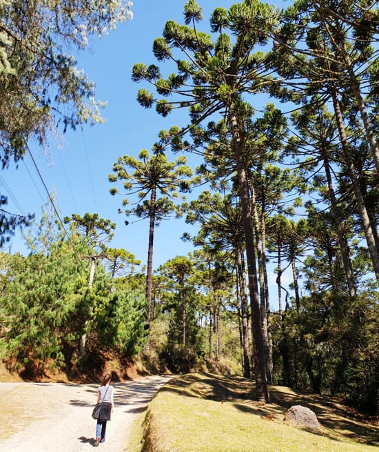 Horto Florestal Campos do Jordao