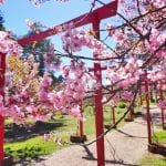 Relato de viagem: Parque das Cerejeiras em Campos do Jordão – Veja como visitar! Parque das Cerejeiras Campos do Jordao