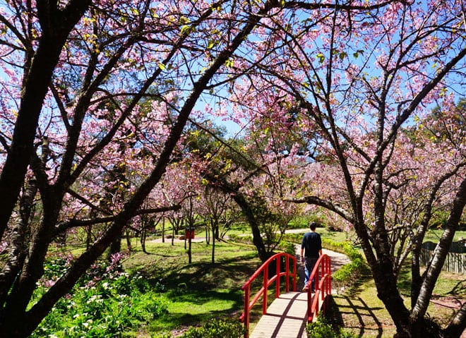 Parque das Cerejeiras