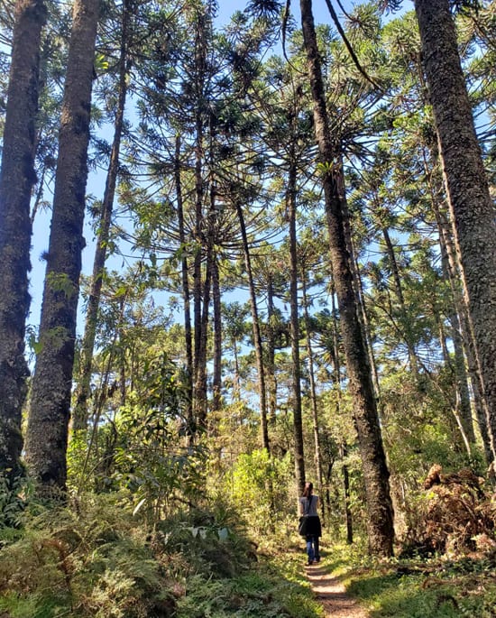 Trilha Horto Florestal Campos do Jordao