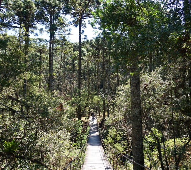 Trilha Horto Florestal Campos do Jordao