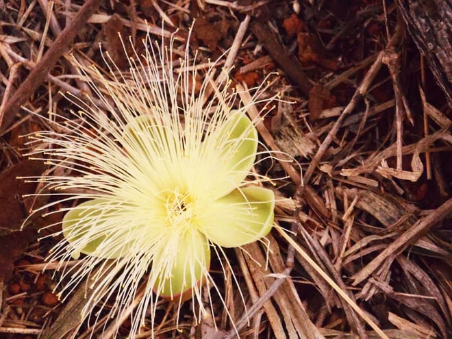 Flor do pequi, fruto do cerrado brasileiro