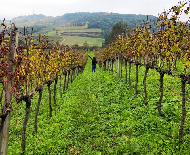 Vale dos Vinhedos