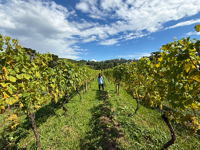Vinhedos da Vinícola Chandon