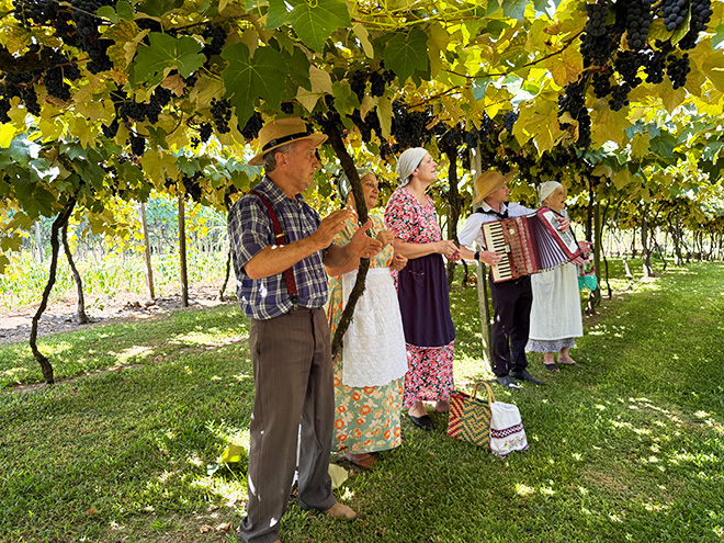 Vindima na Vinícola Cainelli