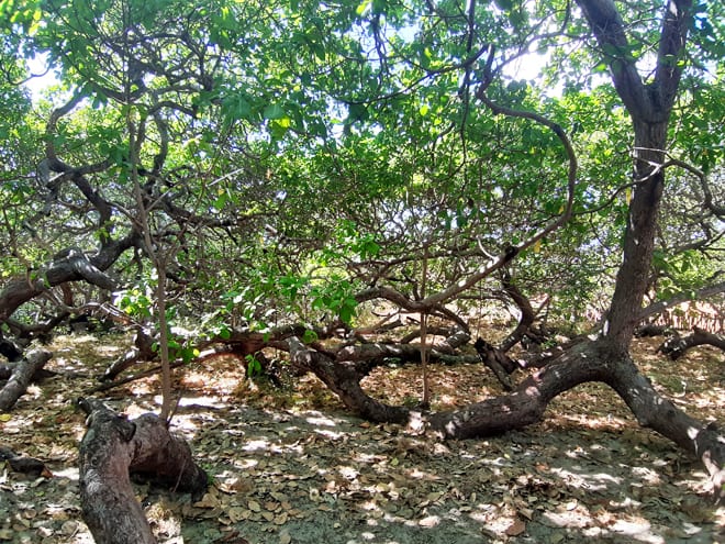 "Maior cajueiro do mundo" perto de Barra Grande.