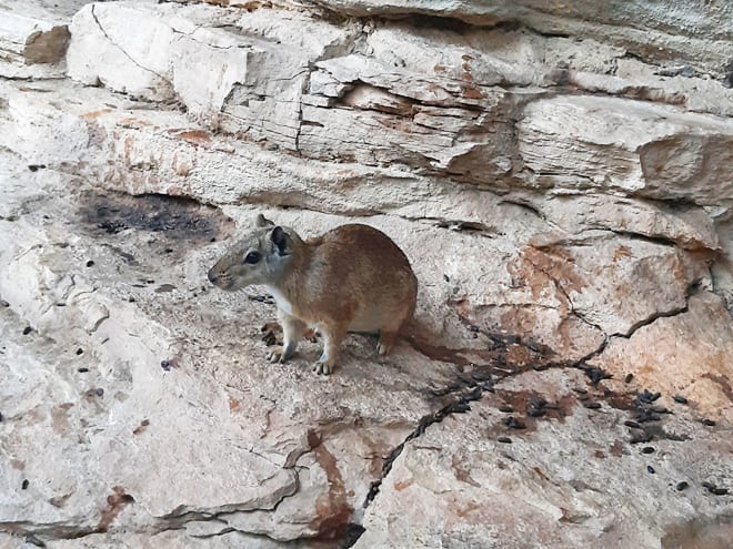 mocó Serra da Capivara