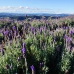 Relato de viagem: Lavandário de Cunha – Veja todas as dicas para ir conhecer! O Lavandario