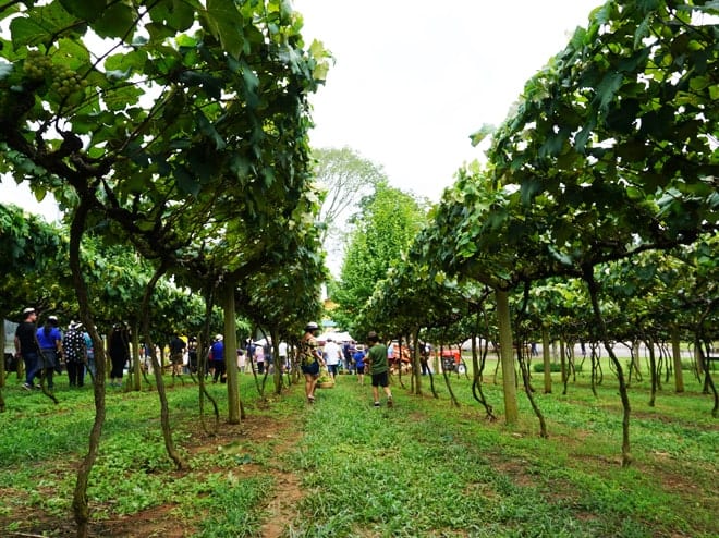 Colheita da uva na Vinícola Goés em São Roque