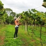 Viajante Gourmet: Vinícola Goés em São Roque – Como visitar e ir na Vindima! Colheita da Uva na Vinícola Goés, em São Roque