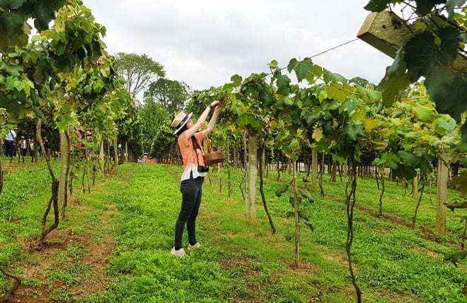 Colheita da Uva na Vinícola Goés, em São Roque