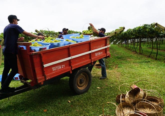 Colheita das uvas em São Roque