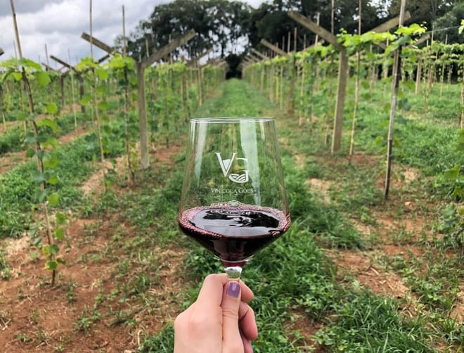 Visita Vinicola Goes