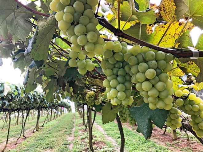 estrada do vinho em Sao Roque